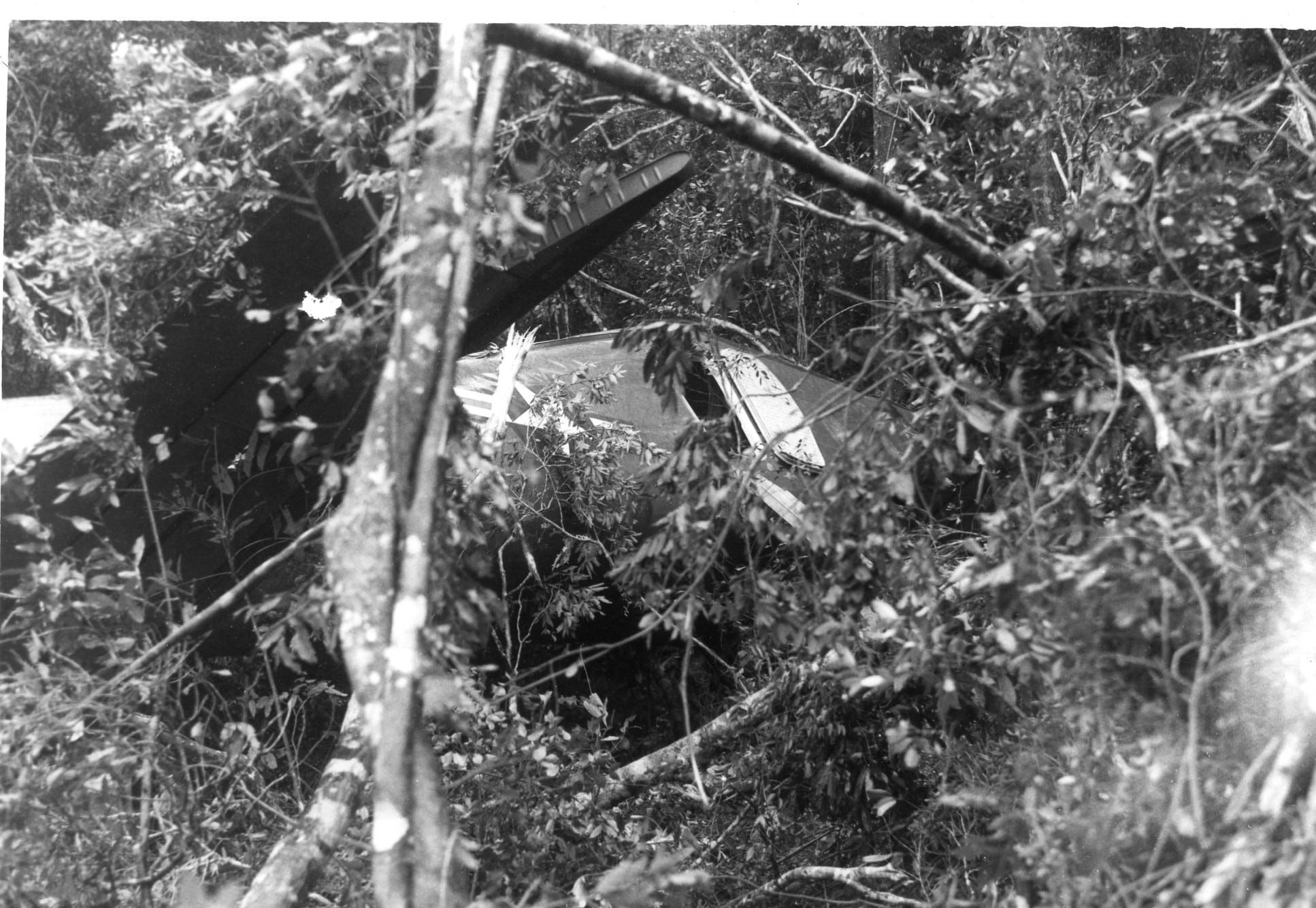 Airplane tail sticking out of the brush